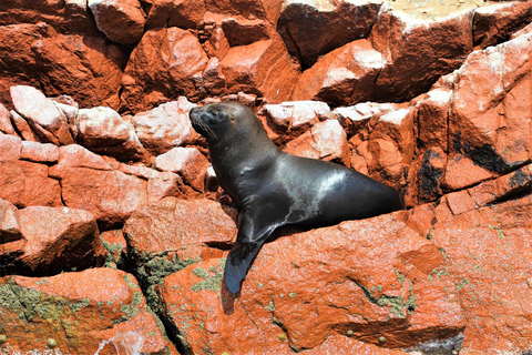 Paracas: Tour en barco guiado por las Islas Ballestas