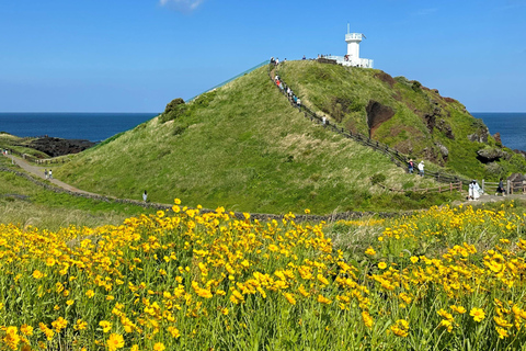 Ost-Jeju-Kirschblüte, Mandarinenpflücken Kleingruppentour