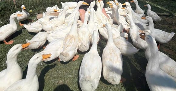 Hoi An: Duck Farm & Coconut Forest