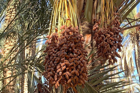 From Tunis, Hammamet, Sousse: Sahara Camping Sunset & oasis From Hammamet