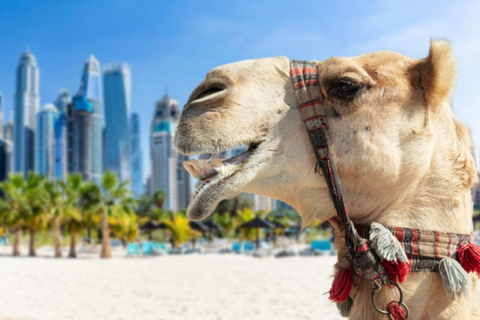 Dubai: Guided Camel Ride on JBR Beach with Skyline Views