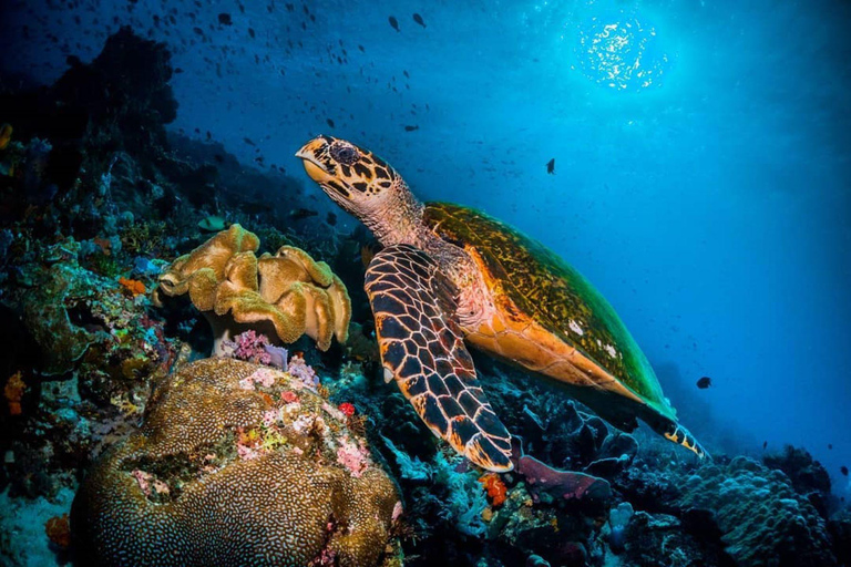 Klare Kajaktour, Kendwa Beach Tour, Schnorcheln mit Schildkröten