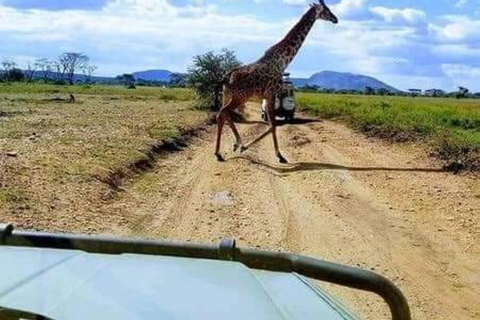 Sansibar: Safari Tagestour von Sansibar nach Mikumi