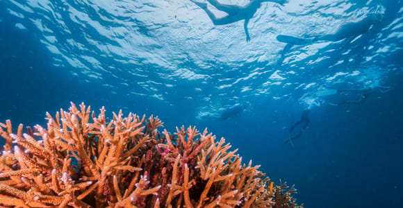 Surin Islands Snorkeling Tour & Local Guide