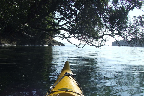 Auckland : Visite nocturne en kayak de la bioluminescence avec encadrementAuckland : Excursion nocturne en kayak à la recherche des bioluminescences avec cours