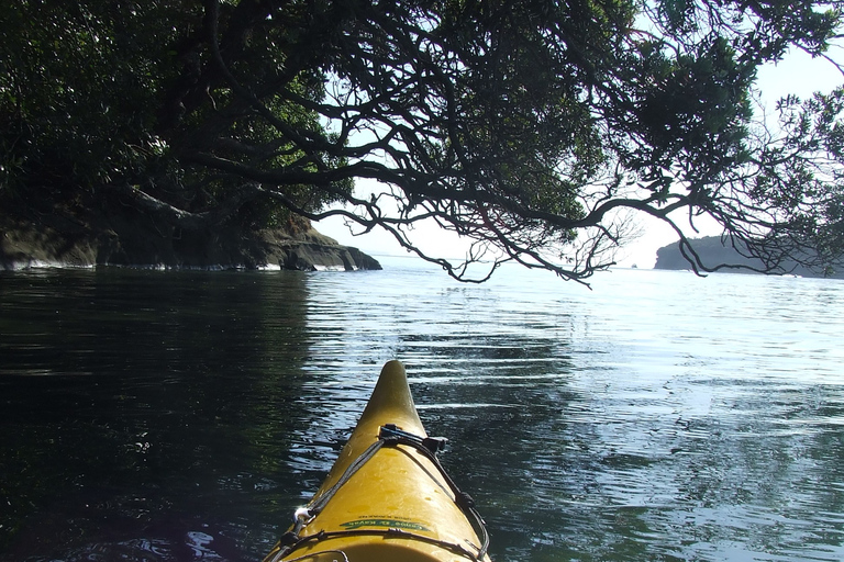 Auckland: Bioluminescence Kayak Tour by Night with Tuition