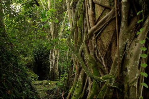 Ancient Kings, Buhanga Sacred Forest & Musanze Caves Tour