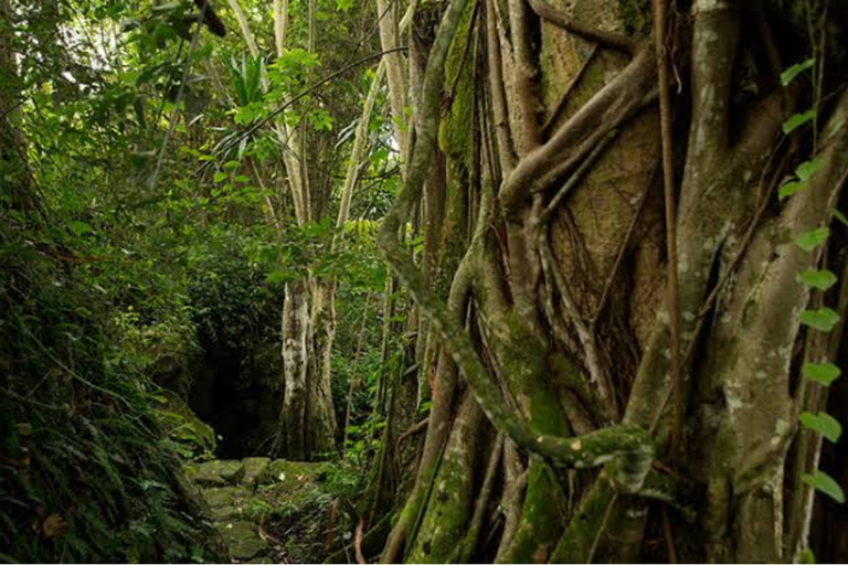 Ancient Kings, Buhanga Sacred Forest & Musanze Caves Tour