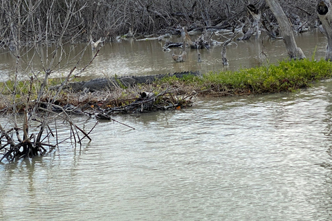 Flamingo Classic: Rio Lagartos and Las Coloradas