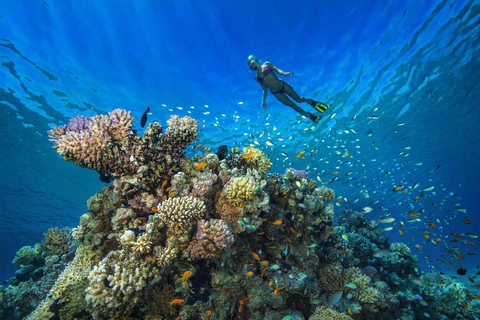 Snorkling med delfiner och ön Tumbatu