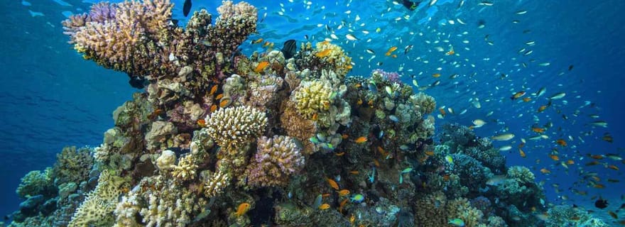 Essayez de plonger pour la première fois à Fujairah