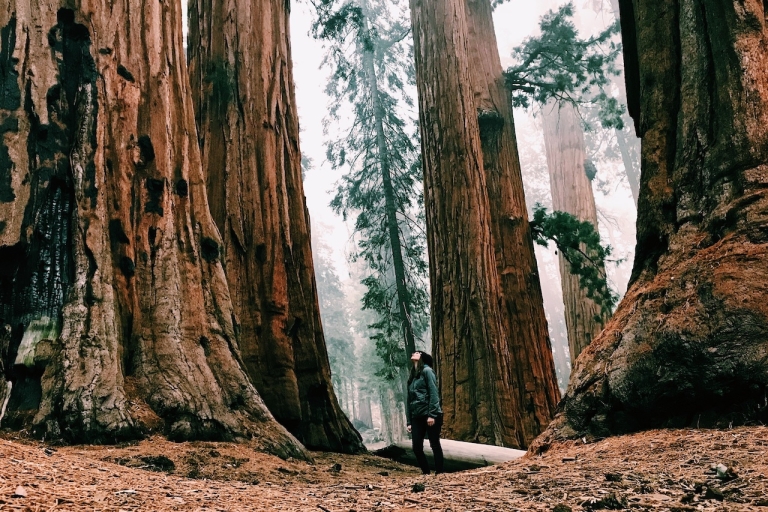 De San Francisco: visite du parc national du Yosemite Lodge de 2 joursOccupation simple