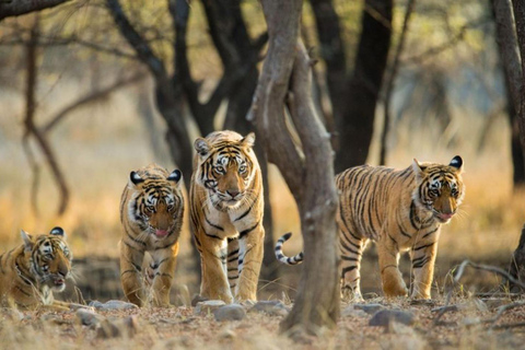 From Delhi: 4-Day Golden Triangle &amp; Ranthambore Guided TourTransport + Guide