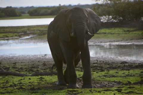 Pacote de voo de 4 dias de Zanzibar para Nyerere NP (Selous GR)