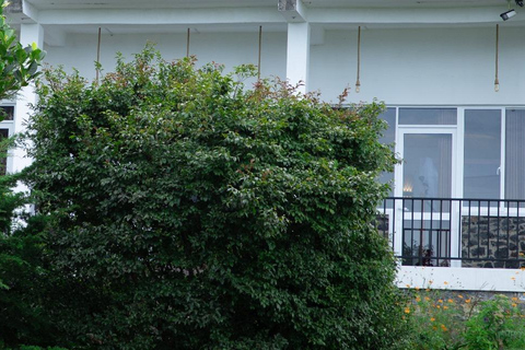 Lipton&#039;s Seat, Adisham Bungalow, excursão à fábrica de chá DambetennaDe Ella: Duas noites e três dias - Tour totalmente particular