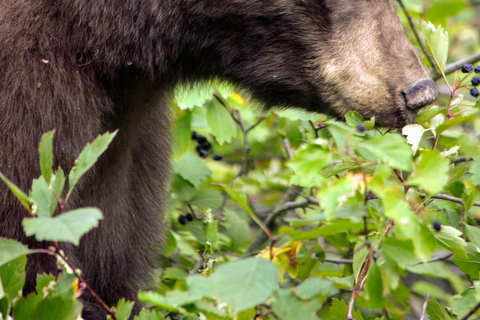 Yellowstone 2 Day Adventure - Upper and Lower Loop Tour
