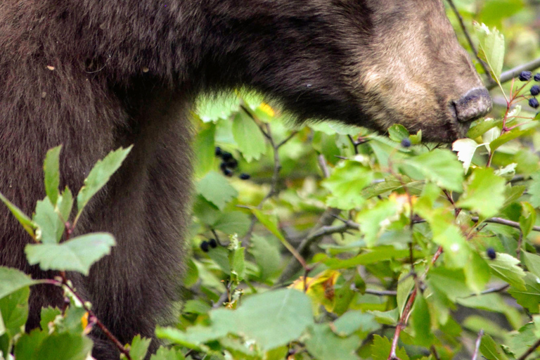 Yellowstone 2 Day Adventure - Upper and Lower Loop Tour