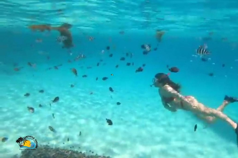 From Zanzibar Mafia Island Whale Shark Adventure with Flight