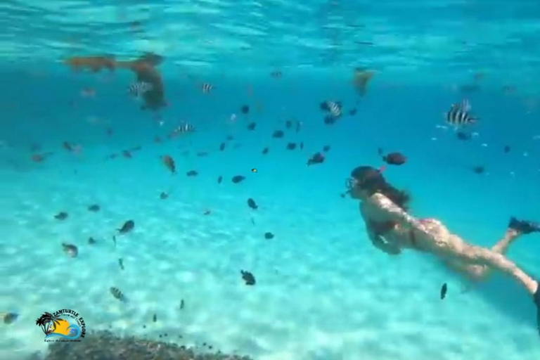 From Zanzibar Mafia Island Whale Shark Adventure with Flight