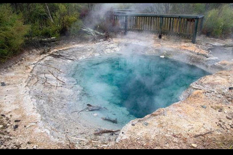 From Auckland: Rotorua Lakes, Redwood & Geothermal Day Trip