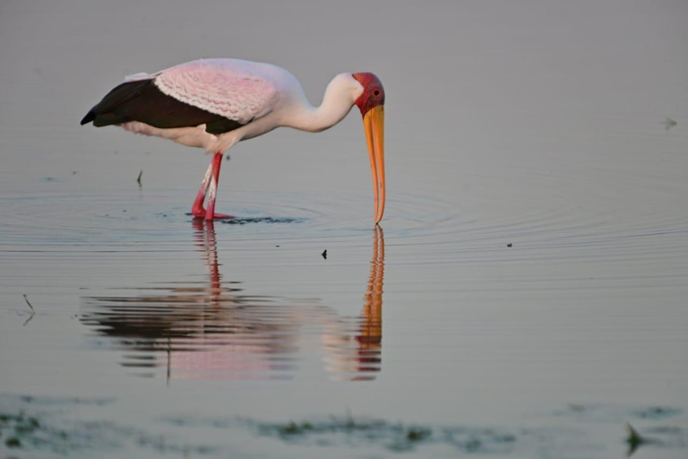 Afternoon Safari from Durban
