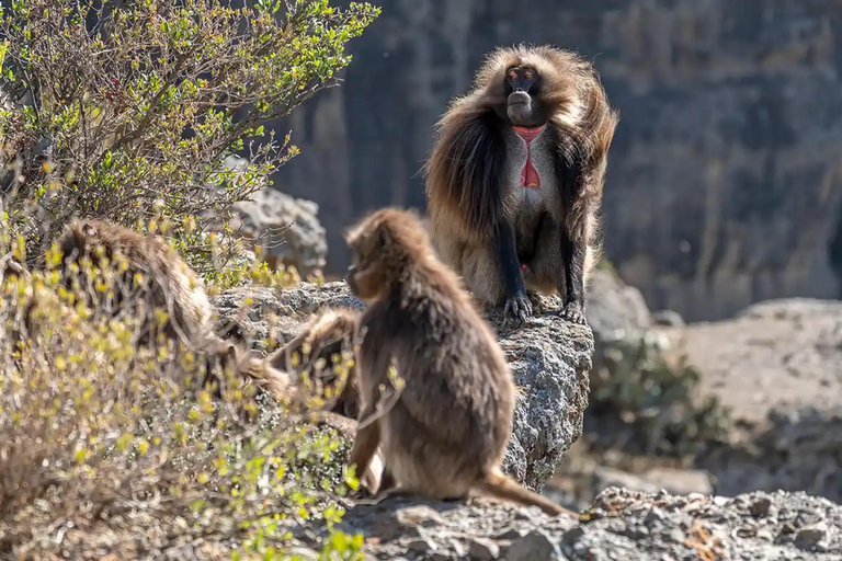 Addis Ababa: Highland Monastery Village Walk & Coffee