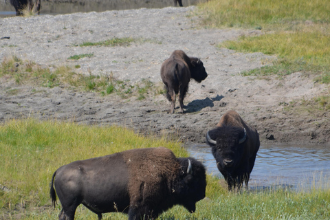 Yellowstone 2 Day Adventure - Upper and Lower Loop Tour