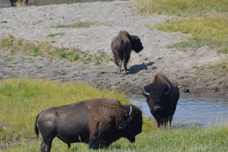 Yellowstone 2 Day Adventure - Upper and Lower Loop Tour