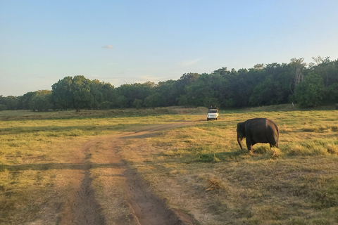 From Dambulla: Minneriya National Park wild Jeep Safari