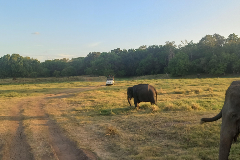 From Dambulla: Minneriya National Park wild Jeep Safari