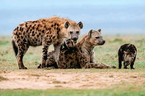 Addis Ababa: Wild Hyenas, Forest Hike & Sunset Experience