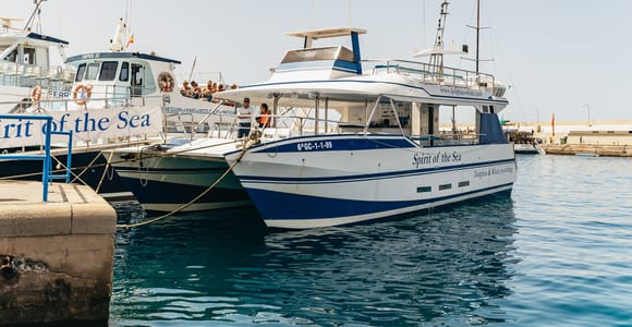 From Puerto Rico de Gran Canaria: Dolphin Watching Cruise
