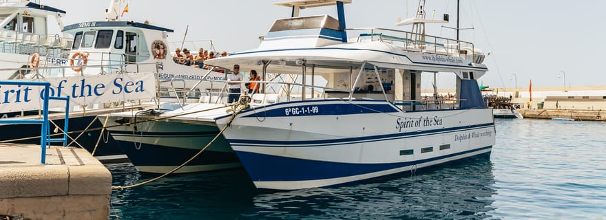 Depuis Puerto Rico de Gran Canaria : Croisière d'observation des dauphins