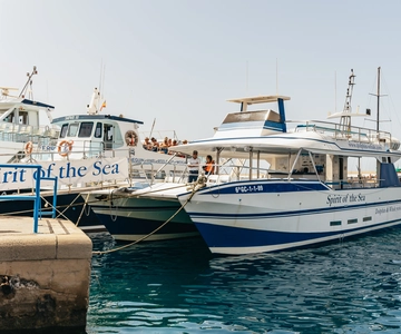 From Puerto Rico de Gran Canaria: Dolphin Watching Cruise