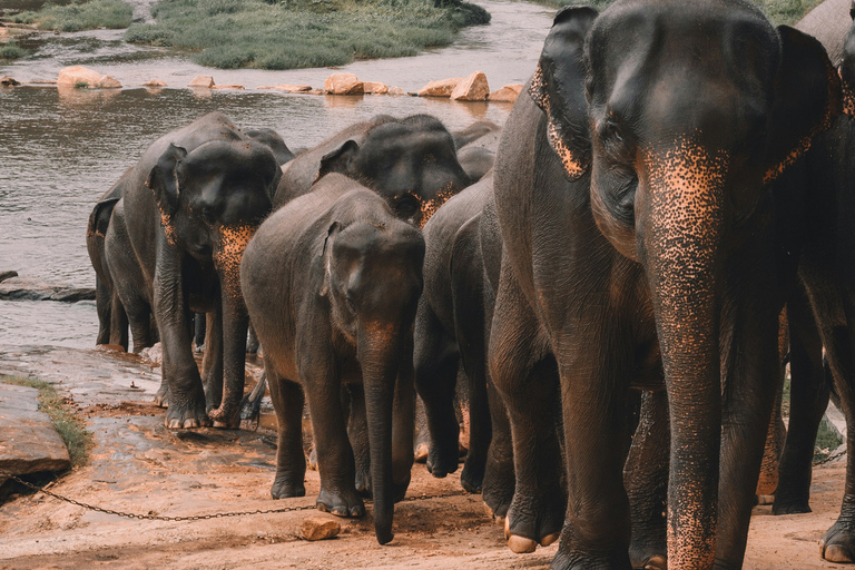 Sri Lanka: 8-Days Tour from the Airport with Private Guide 8 Days Tour with Flat Roof Van