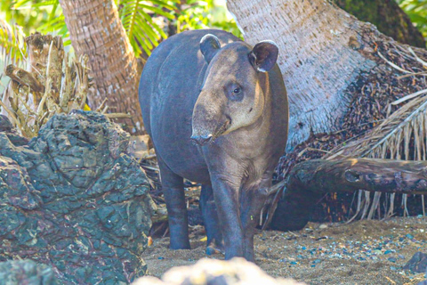 Uvita: Corcovado Rainforest & Wildlife Adventure