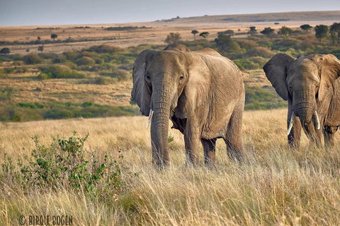 7-Day Kenya Classic Safari: Amboseli,Naivasha & Maasai mara