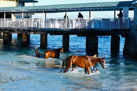 Experience Swimming Horses at Carlisle Bay & the Garrison South West Option
