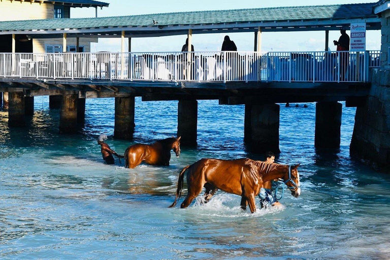 Experience Swimming Horses at Carlisle Bay & the Garrison South West Option