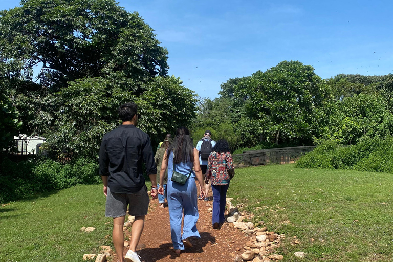 Ngamba Island Chimpanzee, Entebbe and Victoria Tour