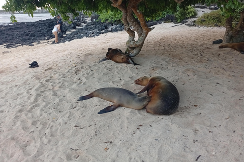 Quito: Galapagos Islands 4-Day Tour with Flights