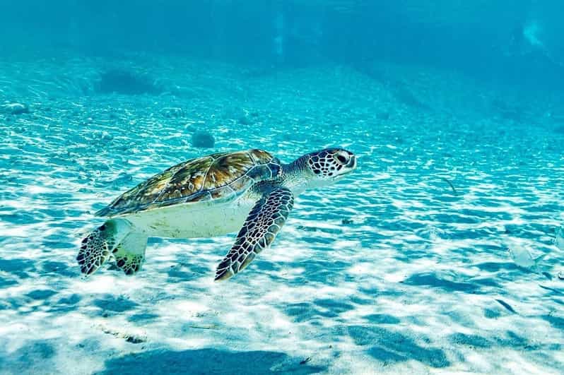 Curaçao: Snorkel with Turtles & Kenepa Grandi Beach