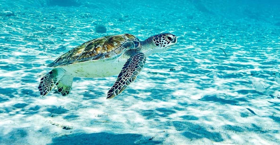 Curaçao: Snorkel with Turtles & Kenepa Grandi Beach — a boat tour from Curacao, Curaçao