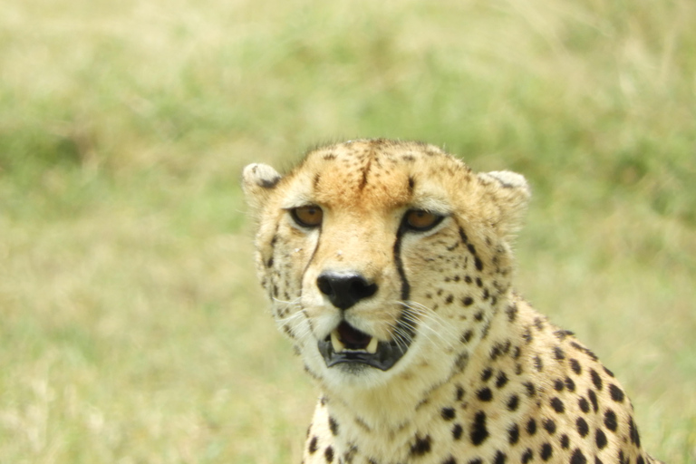 Private Nairobi National Park Drive in 4*4 landcruiser