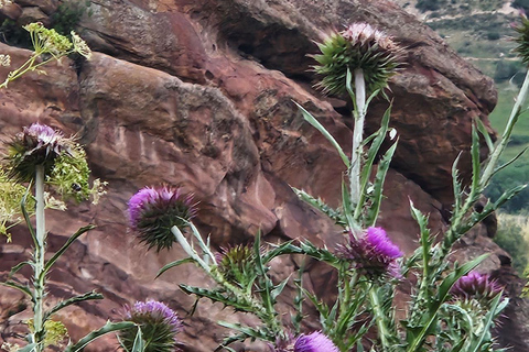 Denver : Tournée du cannabis dans les montagnes du ColoradoDenver : Visite de la montagne du cannabis avec transport