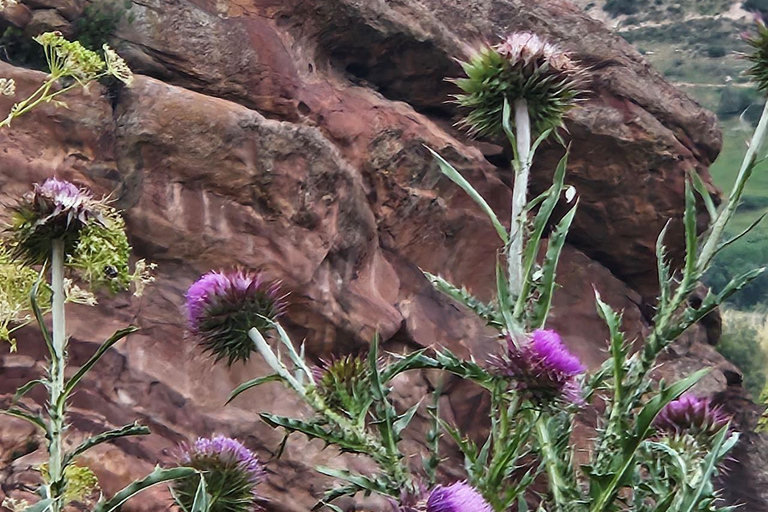 Denver: Colorado Cannabis Mountain TourDenver: Cannabis Mountain Tour met vervoer