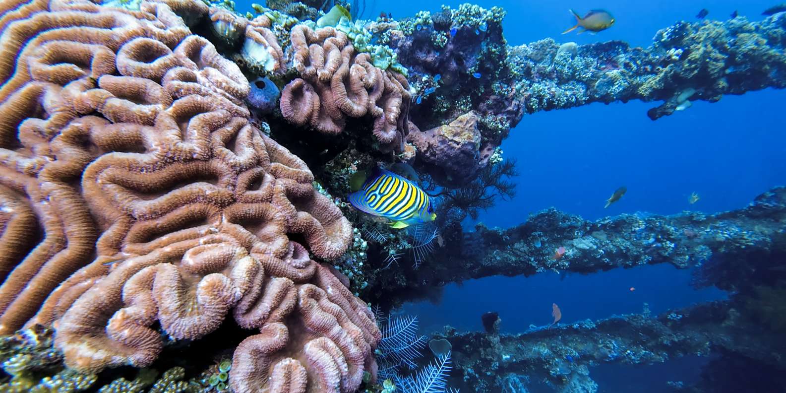 Open Water Course at Liberty Wreck & Kayak Adventure in Bali