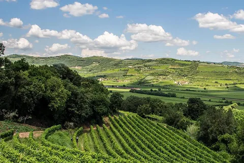 Amarone Wine Tasting Tour. Visit Verona. From Venice