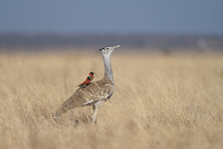 Ethiopia: 8-Day Wildlife Tour with Night Game Drives