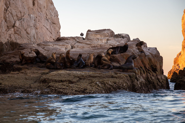 洛斯卡沃斯：观鲸（含交通和图片）